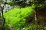 2014-07-05_Laengental-N-Hochweg (582). JPG